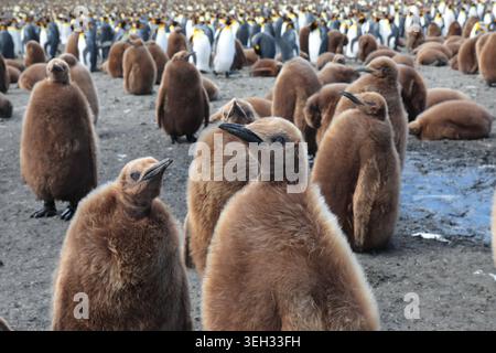 Jungpinguine (Aptenodytes patagonica), Kindergarten am Strand, Südgeorgien Stockfoto