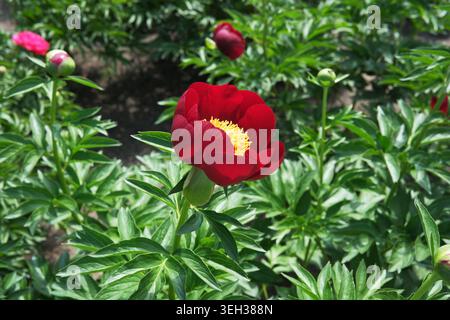 Schöne rote Pfingstrosen blühen an einem sonnigen Tag inmitten üppiger grüner Blätter. Stockfoto