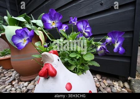 Gartenstiefmütterchen in einem Hühnertopf Stockfoto