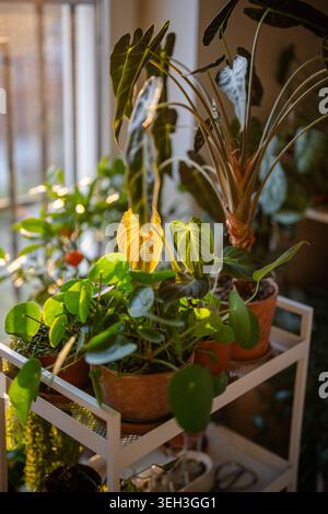 Topfpflanzen in Töpfen auf dem Wagen zu Hause. Zimmerpflanzen - Pilea, Alocasia und Philodendron Splendid Stockfoto