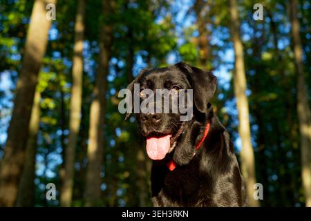 Wunderschöner schwarzer labrador Hundekopf im klaren Morgenlicht und Blick auf die Kamera in einem tiefen französischen Wald in der Nähe von Lyon. Stockfoto