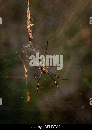 Auf vielen Safarifahrten am frühen Morgen in Afrika war der Boden mit Spinnennetzen bedeckt und ich wurde fasziniert von ihren Formen, Größen und Bauten. Stockfoto
