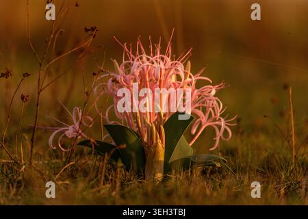 Während einer Fahrt am Morgen stießen wir auf ein blühendes Feld mit weißen und rosa Savannenblüten. Erstaunlich zart und atemberaubend farbig. Stockfoto