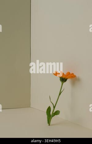 Minimale florale Zusammensetzung mit einer einzelnen orangen Ringelblume in geometrischer Ecke mit weichen Schatten auf beigem Hintergrund. Stockfoto