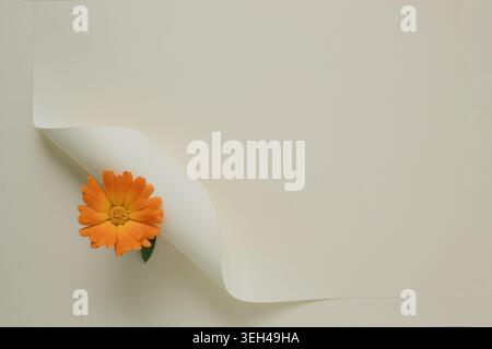 Minimale abstrakte Blumenkomposition mit oranger Ringelblume und fließender Papierform auf warmbeigem Hintergrund mit Kopierraum. Stockfoto