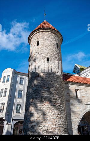 Der alte Turm des Viru-Tores (Eingang zur Altstadt) in der Viru-Straße, Tallinn, Estland Stockfoto