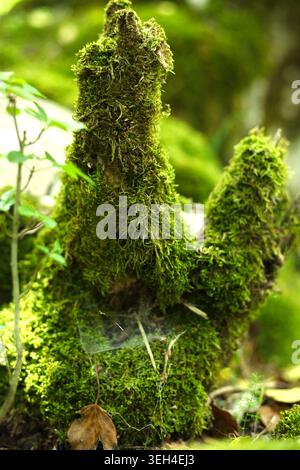 Nahaufnahme von üppigem grünem Moos, das auf einem alten verwitterten Baumstumpf wächst, mit einem zarten Spinnennetz in einem Wald. Stockfoto
