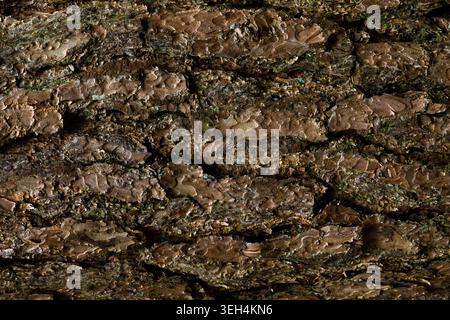 Baumrinde Textur Hintergrund Nahaufnahme natürliches Holzmuster Stockfoto