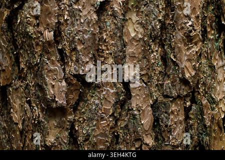 Baumrinde Textur Hintergrund Nahaufnahme natürliches Holzmuster Stockfoto