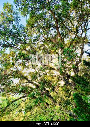 Korkeiche, Quercus suber. Dramatischer Blick auf die Verzweigung gegen Sonnenlicht Stockfoto