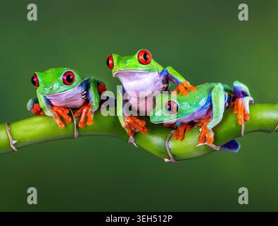 Drei roäugige Baumfrösche drängen sich auf einem Bambuszweig zusammen, mit hellen Augen und voller Charme in diesem reizvollen Familienporträt. Stockfoto