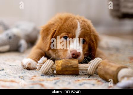 Toller Retriever Hündchen liegend mit Einem Hundespielzeug Stockfoto