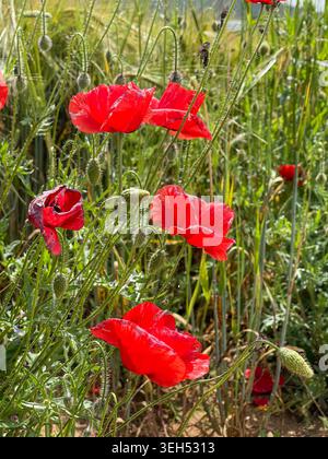 Rote Mohnblumen Blühen Über Das Green Spring Field Stockfoto