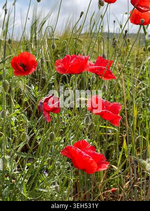 Rote Mohnblumen Blühen Über Das Green Spring Field Stockfoto