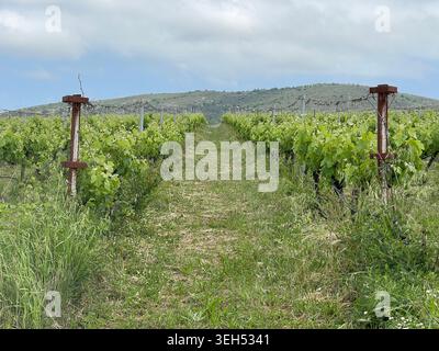 Weinberg Rows wachsen in sonniger mediterraner Landschaft Stockfoto