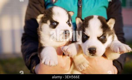 Nahaufnahme der Hände einer Person, die zwei flauschige sibirische Husky-Welpen hält. Süße Hunde mit blauen Augen sehen neugierig aus. Weiches Tageslicht hebt Schwarz und W hervor Stockfoto