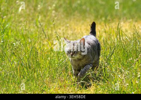 Eine graue Tabbykatze mit grünen Augen und hochgezogenem Schwanz sticht gezielt nach vorne durch eine helle, sonnendurchflutete Wiese voller grüner Gras. Stockfoto