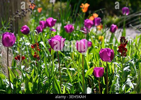 Lebhafte Frühlingsgartenszene mit Wandblumen, Tulpen lila Prinz und Tulipa Ballerina UK Garten April Stockfoto