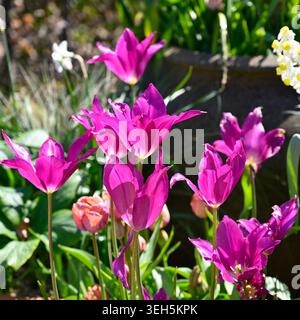 Extravagante Frühlingsblumen von Lilienblüten, Tulipa Purple Dream im britischen Garten April Stockfoto