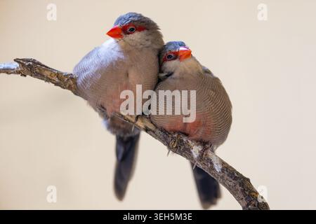Blick auf zwei Rotbrauen-Finken, die auf einem Holzzweig eng zusammensitzen, vor einem weichen neutralen Hintergrund Mulhouse, Grand Est, Frankreich. Stockfoto