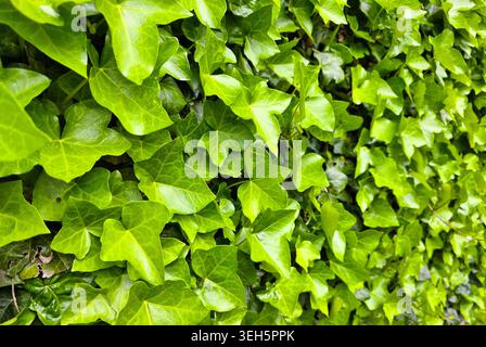 Nahaufnahme von grünen Efeu-Blättern Stockfoto