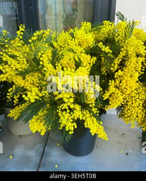 Nahaufnahme der leuchtenden gelben Mimosa-Blüten (Acacia dealbata), die in Sträußen angeordnet sind. Stockfoto