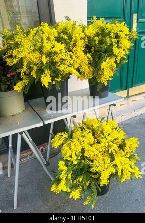 Eimer mit hellgelben Mimosa-Blüten, die im Frühjahr vor einem Blumengeschäft ausgestellt werden. Stockfoto