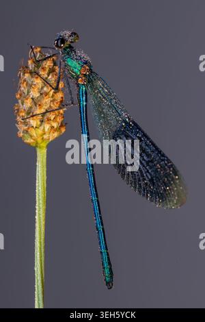 Blick auf eine metallische blaue Damselfliege, bedeckt mit Morgentropfen, die auf einem getrockneten Pflanzenstamm vor neutralem Hintergrund in Wittenheim, Grand Est, thront. Stockfoto