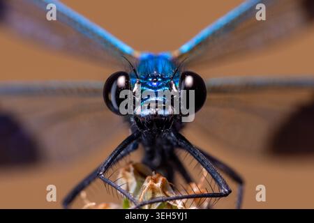 Blick auf eine blaue Damselfliege mit großen schwarzen Augen und schillernden Flügeln auf einer Pflanze in Wittenheim, Grand Est, Frankreich. Stockfoto