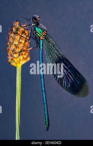 Blick auf eine metallische blaue Damselfliege, bedeckt mit Morgentau, thront auf einem wilden Pflanzenstamm in Wittenheim, Grand Est, Frankreich. Stockfoto