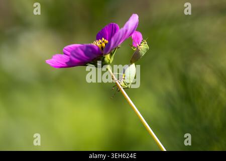 Ansicht von zwei grünen Schildwanzen, die sich auf dem Stiel einer violetten Kosmosblume mit einem weichen, verschwommenen grünen Hintergrund paaren Wittenheim, Grand Est, Frankreich. Stockfoto