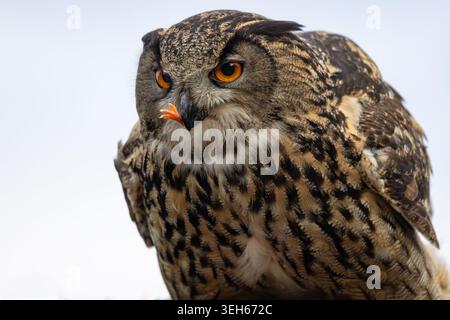 Blick auf einen eurasischen Uhu mit intensiven orangen Augen und detailliertem Gefieder, der in seinem Schnabel Selestat, Grand Est, Frankreich, Essen hält. Stockfoto