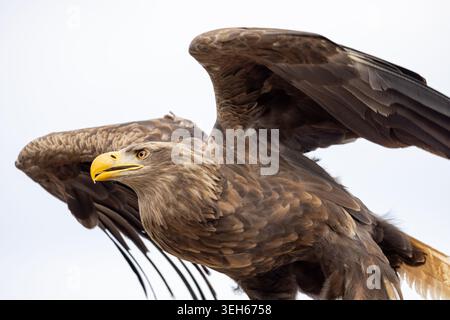 Blick auf einen majestätischen Seeadler mit ausgebreiteten Flügeln und einem scharfen gelben Schnabel vor einem klaren Himmel in Selestat, Grand Est, Frankreich. Stockfoto