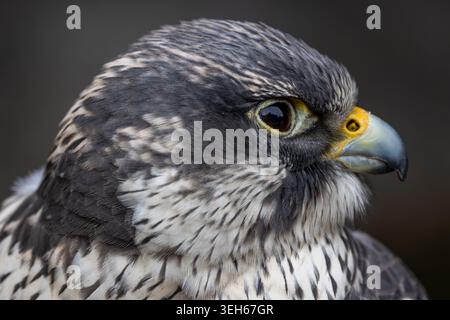 Blick auf ein Nahprofil eines Wanderfalken mit detailliertem Gefieder und scharfem Blick in Selestat, Grand Est, Frankreich. Stockfoto