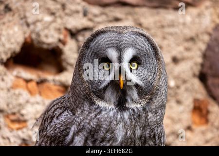 Blick auf eine große graue Eule mit auffälligen gelben Augen und grauem Gefieder, die an einer strukturierten Steinmauer in Selestat, Grand Est, Frankreich thront. Stockfoto