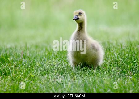 Eine junge, flauschige Kanadische Gänse, die im Frühjahr auf einer grasbewachsenen Wiese weidet Stockfoto