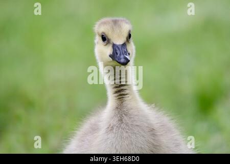 Eine junge, flauschige Kanadische Gänse, die im Frühjahr auf einer grasbewachsenen Wiese dicht auf dem Kopf herumschnappt Stockfoto