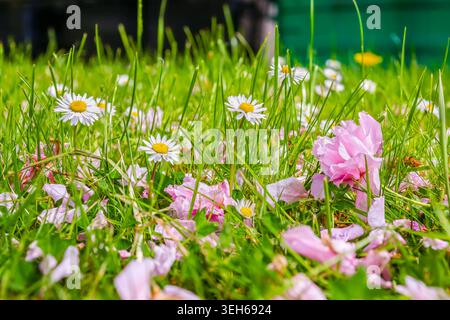 Aus nächster Nähe sehen Sie weiße Gänseblümchen und gefallene rosa Kirschblüten, die im Frühjahr auf einem grünen Rasen verstreut sind und die Erneuerung und Natur symbolisieren Stockfoto