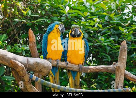 In einem Zoo sitzen zwei blaue und gelbe Aras auf einem stabilen Baumzweig Stockfoto