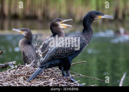 Blick auf drei große Kormorane auf einem Zweignest am Wasser in Selestat, Grand Est, Frankreich. Stockfoto