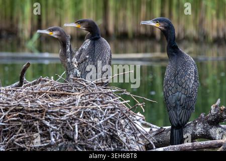 Blick auf drei Kormorane, die auf einem großen Nest aus Zweigen und Zweigen am Wasser mit grünem Schilf im Hintergrund stehen Selestat, Grand Est, Frankreich. Stockfoto