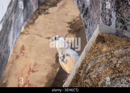 Weiße Taube mit dunklen Markierungen, die auf einem architektonischen Detail aus alten Steinen thront, eingerahmt von verwitterten strukturierten Wänden in einer rustikalen Umgebung im Freien. Stockfoto