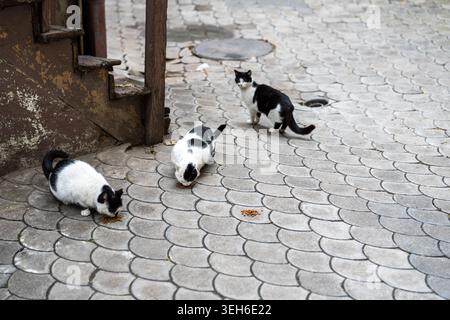 Gruppe hungriger streunender Katzen, die Trockenfutter essen, Menschen, die sich um Tiere kümmern und Straßentiere füttern. Stockfoto