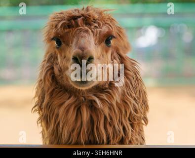 Kurioses braunes Alpaka blickt direkt mit seinen großen dunklen Augen in einem Zoo im Freien Stockfoto