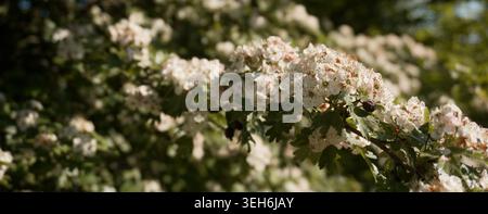 Nahaufnahme der Makroansicht von zarten weißen Weißdornblüten und grünen Blättern mit einer Biene im warmen Sonnenlicht, die die Frühlingsblüte repräsentiert Stockfoto