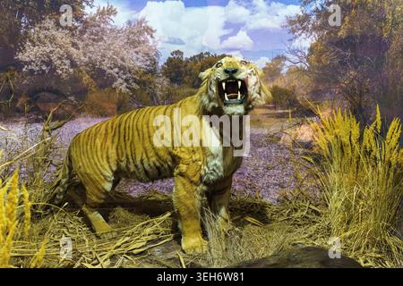 Säbelzahntiger-Rekonstruktion in der Naturkundemuseum-Ausstellung. Hochwertige Fotos Stockfoto