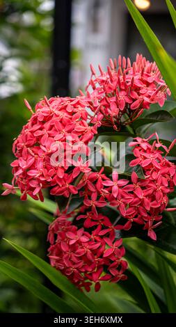 Üppige Haufen lebendiger roter Korallen-Ixora-Blüten blühen dicht vor einem weichen grünen Bokeh-Hintergrund in einem tropischen vietnamesischen Garten. Lebendiges exotisches flo Stockfoto