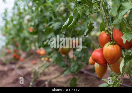 Weite Sicht auf produktive Ochsenherz-Tomatenpflanzen mit Reifen Früchten, die in Gewächshausreihen wachsen, mit Bewässerungssystem und Gewächshausstruktur, sichtbar in b Stockfoto