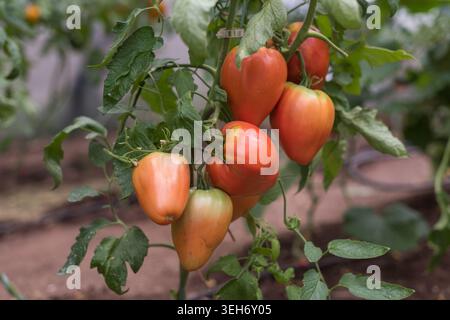 Nahaufnahme einer Gruppe von grossen Reifen Ochsenherzen-Tomaten, die in einem Gewächshaus wachsen. Frische rote Tomaten mit natürlichem Licht und gesunde grüne Blätter in Agricu Stockfoto