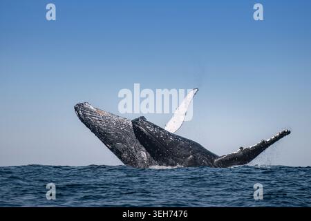 Doppelt synchronisierter Bruch von Buckelwalen (Megaptera novaeangliae) während des jährlichen Sardine Run vor der Wild Coast, Eastern Cape, Südafrika. Stockfoto